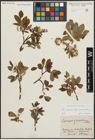Foto von Salix appendiculata Vill. x Salix waldsteiniana Willd.
